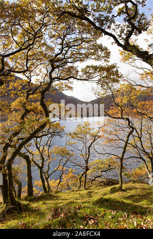 Blick durch die Bäume auf Buttermere im Herbst, den Lake District, Vereinigtes Königreich Stockfoto