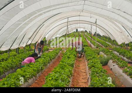 Sammeln von Erdbeeren, La A Guarda, Provinz Huelva, Andalusien, Spanien, Europa. Stockfoto