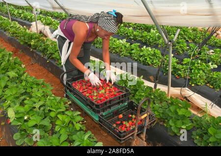 Sammeln von Erdbeeren, La A Guarda, Provinz Huelva, Andalusien, Spanien, Europa. Stockfoto