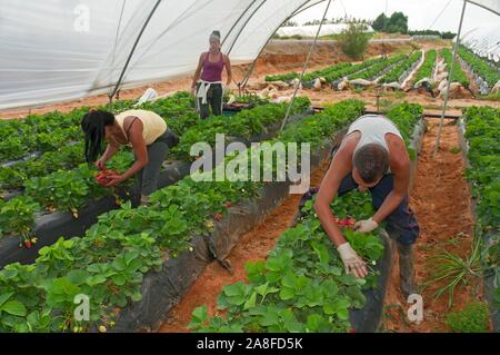 Sammeln von Erdbeeren, La A Guarda, Provinz Huelva, Andalusien, Spanien, Europa. Stockfoto