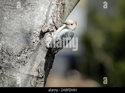 Eine weibliche Red-bellied Woodpecker (Melanerpes carolinus) auf den Stamm eines Ahorn Baum im Frühling Stockfoto