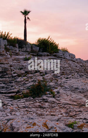 Palmen bei Sonnenuntergang an einem Strand in Pula, Kroatien Stockfoto