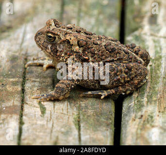 Close-up Seitenansicht eines erwachsenen Fowlers Kröte (Anaxyrus Fowleri) im Frühjahr Stockfoto