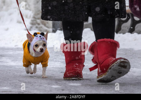 Eine Frau geht mit einem Chihuahua Hund während einem Schneefall in einer Stadt park Stockfoto