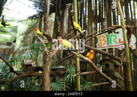 Orange niedlichen Papageien in Holz- großen Käfig in Thailand. Stockfoto