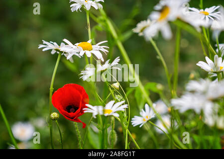 Leuchtend rote Mohnblüte in Unter weißen Gänseblümchen blüht Stockfoto