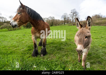 Große Shire Horse und kleinen Esel Nebeneinander, Stockfoto