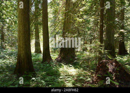 Ein stand der alte Western Red Cedar Bäume im Innenraum gemäßigten Regenwald an Kokanee Creek, West Kootenays, British Columbia, Kanada. Stockfoto