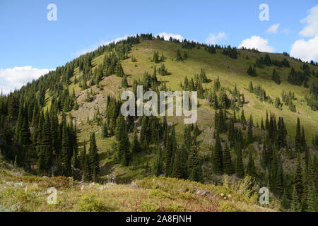 Eine Kante in einer sub-alpine Wiese in der Nähe der Bergen von Ziege Reihe Provincial Park, Selkirk, West Kootenays, British Columbia, Kanada. Stockfoto