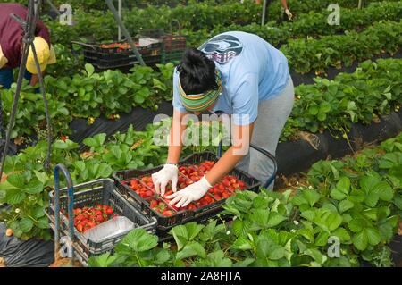 Sammeln von Erdbeeren, La A Guarda, Provinz Huelva, Andalusien, Spanien, Europa. Stockfoto