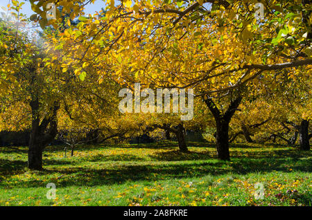 Hansels Apple Orchard im Herbst, North Yarmouth Maine, USA Stockfoto