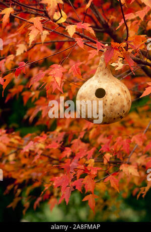 Natürliche Kürbis ausgehöhlt für Vogelhaus hängen in einem Garten unter Gold-orange lebendige Ahornbaum Laub Missouri, USA Stockfoto