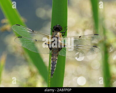 Die vier - spotted Chaser (Libellula quadrimaculata), bekannt als die vier-beschmutzte Skimmer, ist eine Libelle der Familie Libellulidae. Stockfoto