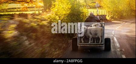 Ein Landwirt den Transport von Schafen über Quad Bike im Blawith, Cumbria an einem strahlenden Herbstmorgen. Stockfoto