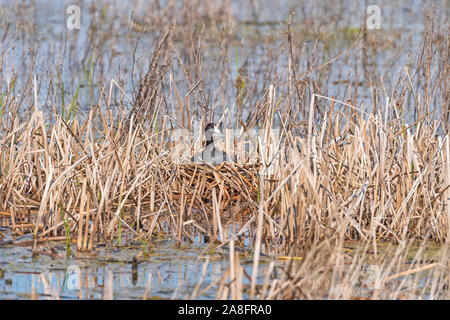 Amerikanische Blässhuhn auf sein Nest in einem Sumpf in der Horicon Marsh in Wisconsin Stockfoto