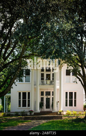 Ein Antebellum im neoklassischen Design von korinthischen Säulen und großen Eichen ein Vordach Eingang in Hattiesburg, MS hervorgehoben wird, Stockfoto