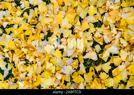 Stapel von Ginkgo Biloba Blätter Stockfoto