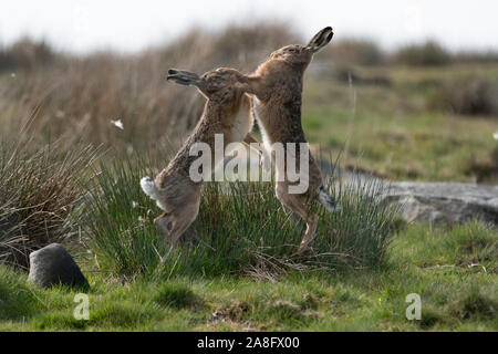 Mad März Hasen, Europäischen braunen Hasen (Lepus europaeus Boxen mit einem moorlandschaften Hintergrund Stockfoto