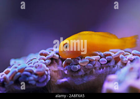 Gelbe clown Grundel - gobiodon Menagei Stockfoto