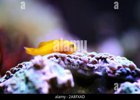 Gelbe clown Grundel - gobiodon Menagei Stockfoto