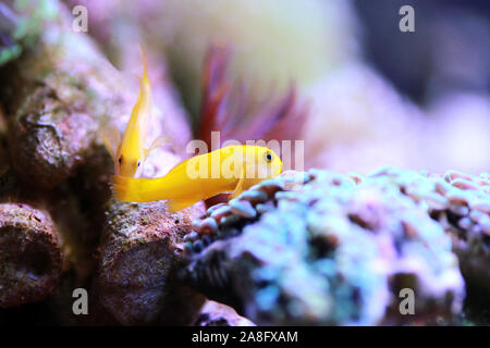 Gelbe clown Grundel - gobiodon Menagei Stockfoto