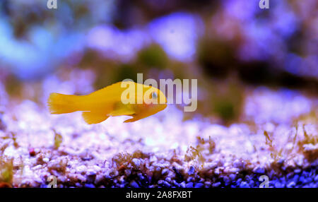 Gelbe clown Grundel - gobiodon Menagei Stockfoto