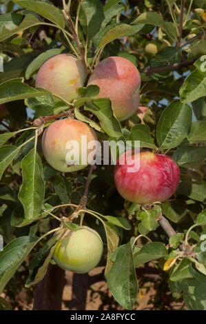 Apple tree, Las Navas de la Concepcion, Provinz Sevilla, Andalusien, Spanien, Europa. Stockfoto