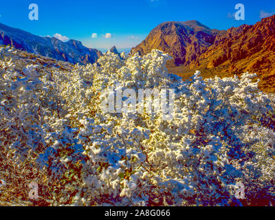 Frischer Schnee, Big Bend State Park, Texas, ChHisos Berge, Rio Grande Fluss, seltene winter schnee Stockfoto