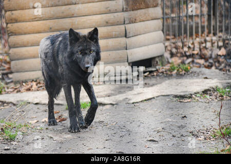 Black Wolf im Schnee in einem Käfig. Stockfoto