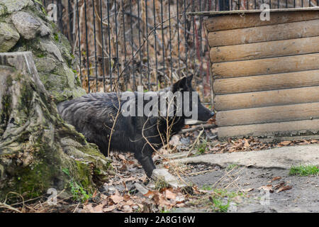 Black Wolf im Schnee in einem Käfig. Stockfoto