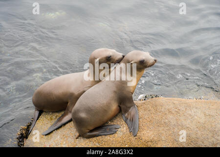 Zwei sea lion Welpen auf den Felsen in Monterey, Kalifornien Stockfoto