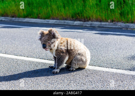 Eine Angst weiblich Koala sitzt in der Mitte der Great Ocean Road zwischen Lorne und Apollo Bay riskieren über Lauf durch den Verkehr. Stockfoto