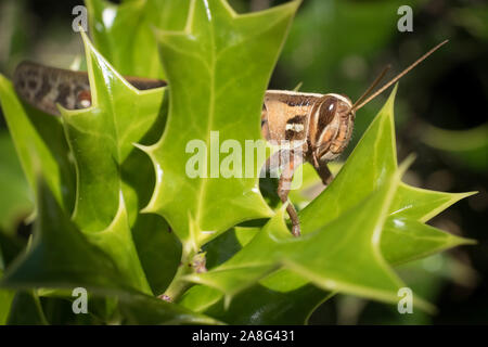 Eine Amerikanische birdwing Grasshopper versteckt sich hinter einem Zweig von Holly. Raleigh, North Carolina. Stockfoto