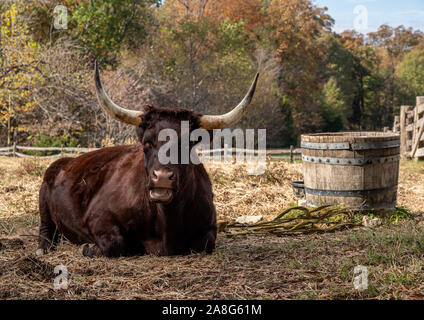 Nahaufnahme von roten Devon oder Ruby Red Cow liegend im Feld und starrte auf den Betrachter Stockfoto