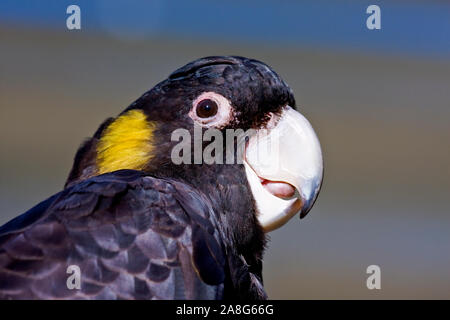 Nahaufnahme von Gelbschwanzkakadu Zanda-Beerea Stockfoto