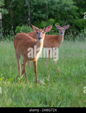 Zwei junge Weiß-Dollars in einen nördlichen Wisconsin Wiese tailed. Stockfoto