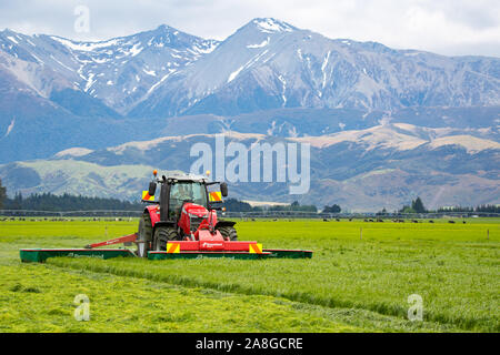 Canterbury, Neuseeland, 9. November 2019: Ein Traktor von Massey Ferguson und Kverneland Rasenmäher Schneiden von Gras für Silage auf einem ländlichen Bauernhof Stockfoto