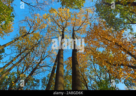 Hohe Laubbäume in den Wald von Virginia, USA. Herbst Landschaft mit Laub und Bäumen. Stockfoto