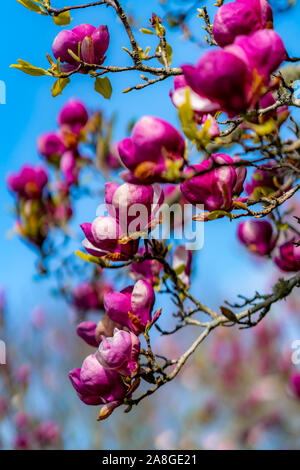 Magnolia Blumen, Cornwall Park, Auckland, Neuseeland Stockfoto