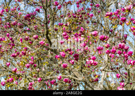 Magnolia Blumen, Cornwall Park, Auckland, Neuseeland Stockfoto