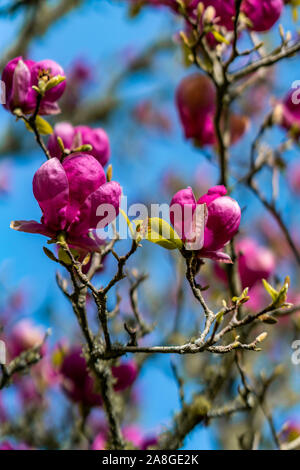 Magnolia Blumen, Cornwall Park, Auckland, Neuseeland Stockfoto