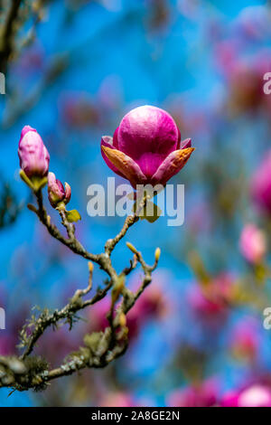 Magnolia Blumen, Cornwall Park, Auckland, Neuseeland Stockfoto