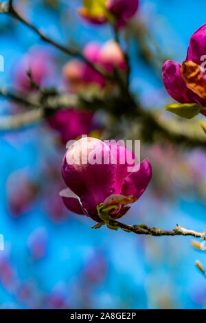 Magnolia Blumen, Cornwall Park, Auckland, Neuseeland Stockfoto