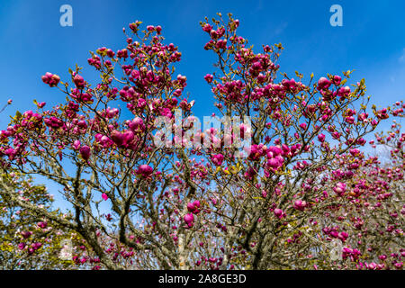 Magnolia Blumen, Cornwall Park, Auckland, Neuseeland Stockfoto