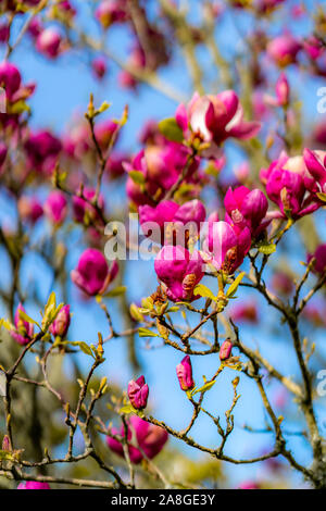 Magnolia Blumen, Cornwall Park, Auckland, Neuseeland Stockfoto