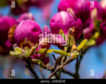 Magnolia Blumen, Cornwall Park, Auckland, Neuseeland Stockfoto