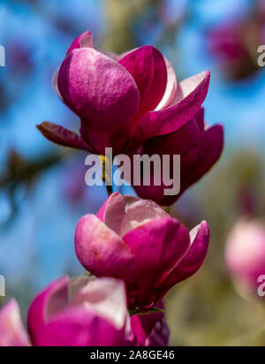 Magnolia Blumen, Cornwall Park, Auckland, Neuseeland Stockfoto