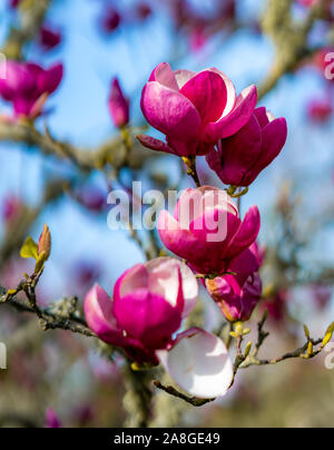 Magnolia Blumen, Cornwall Park, Auckland, Neuseeland Stockfoto