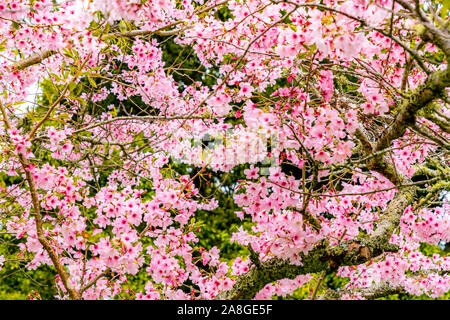 Kirschblüte (Sakura), Cornwall Park, Auckland, Neuseeland Stockfoto