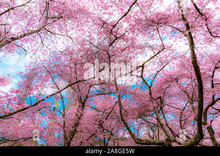 Kirschblüte (Sakura), Cornwall Park, Auckland, Neuseeland Stockfoto